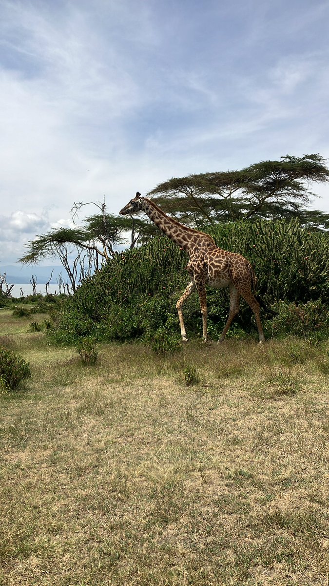 Hello👋👋🦒

#giraffe #safari #kenya #Japan #Africa