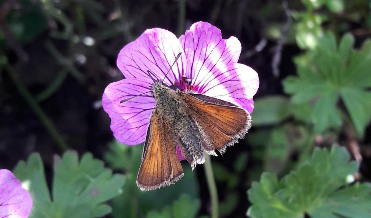 🌍Time is running out to apply for an Envision PhD studentship! Make a real difference for a greener future! Deadline 10/01/24 envision-dtp.org #PhD #EnvironmentalScience, <a href="/LancasterUni/">Lancaster University</a>, <a href="/BangorUni/">Bangor University</a>, <a href="/UniofNottingham/">Uni of Nottingham #WeAreUoN</a>, <a href="/Rothamsted/">Rothamsted Research</a>, <a href="/UK_CEH/">UK Centre for Ecology & Hydrology</a>, <a href="/BritGeoSurvey/">British Geological Survey</a>