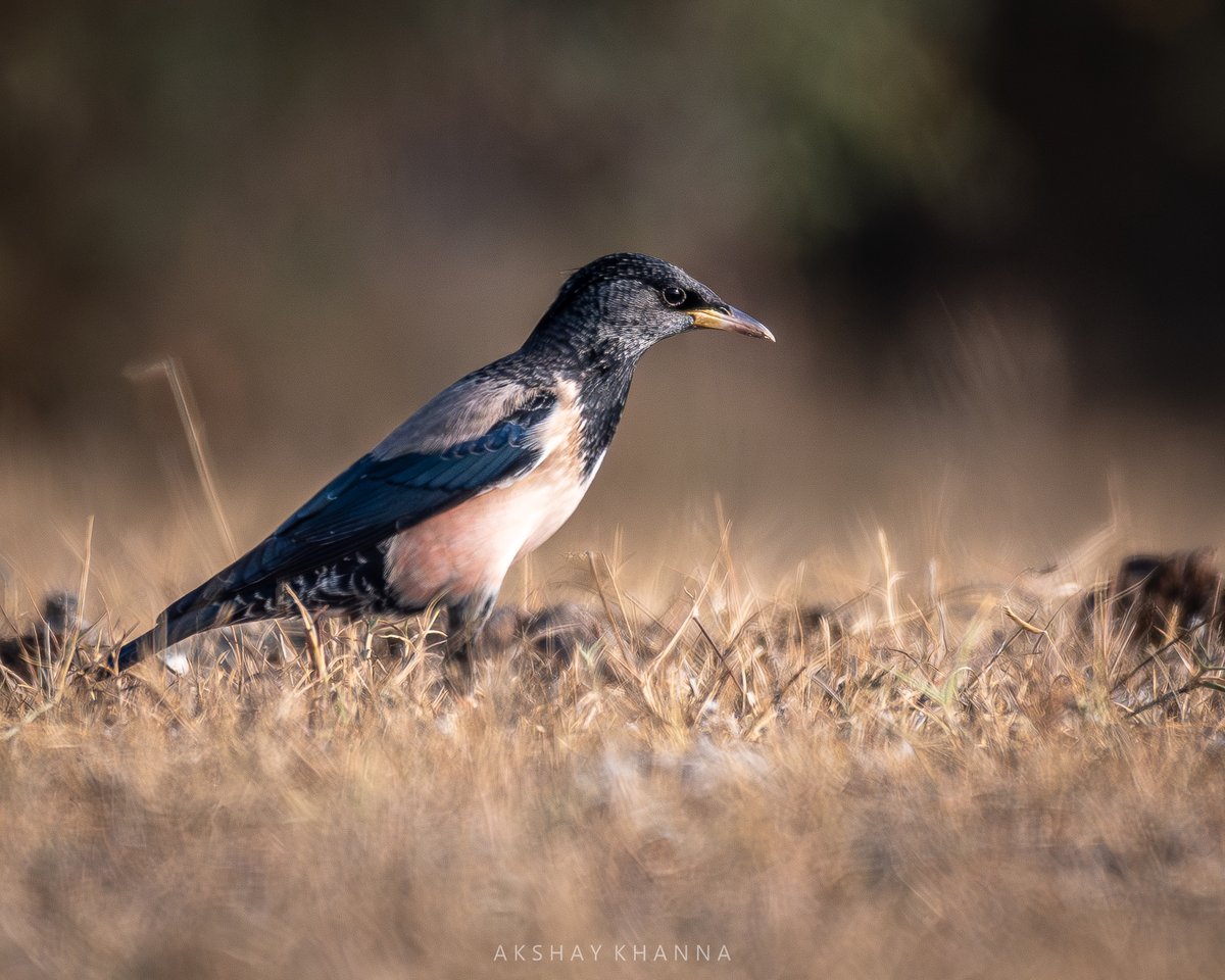 Rosy #Starling.

📍Tal Chhapar, #Rajasthan.

Nikon D7500 
Nikkor 200-500mm

#BBCWildlifePOTD #natgeoindia #ThePhotoHour #BirdWatching #birdphotography #lensonwildlife #BirdsOfTwitter #BirdsSeenIn2023 #birdsofindia #talchhapar #wildlifephotography #rosystarling #POTD #photography