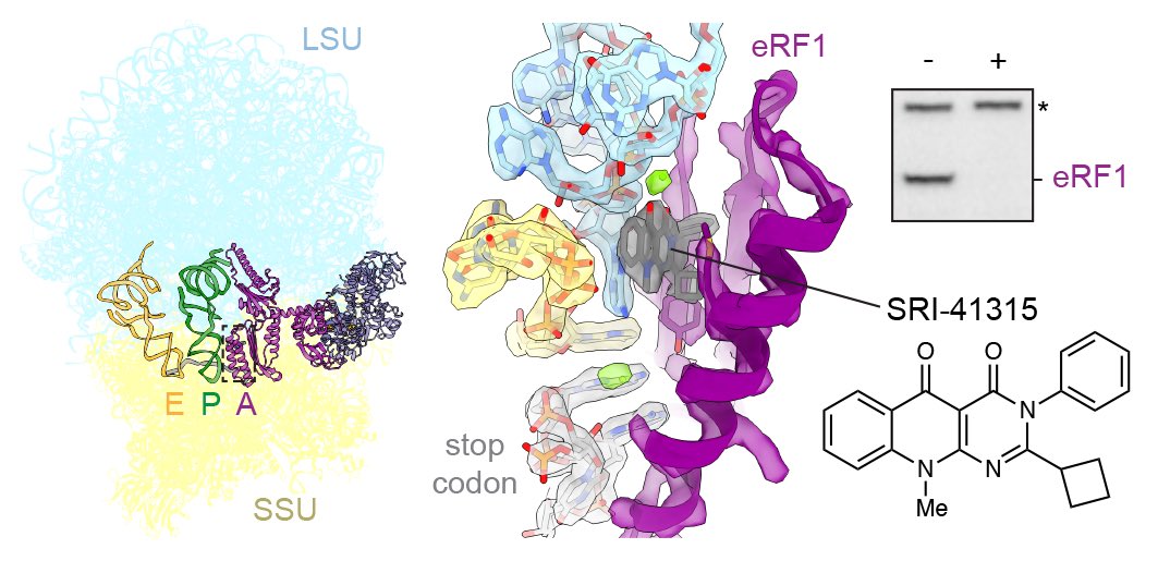 sshaolab's tweet image. A small molecule degrader of the translation termination factor eRF1 = a metal-dependent molecular glue on ribosomes
Learn more here! rdcu.be/du2ZX