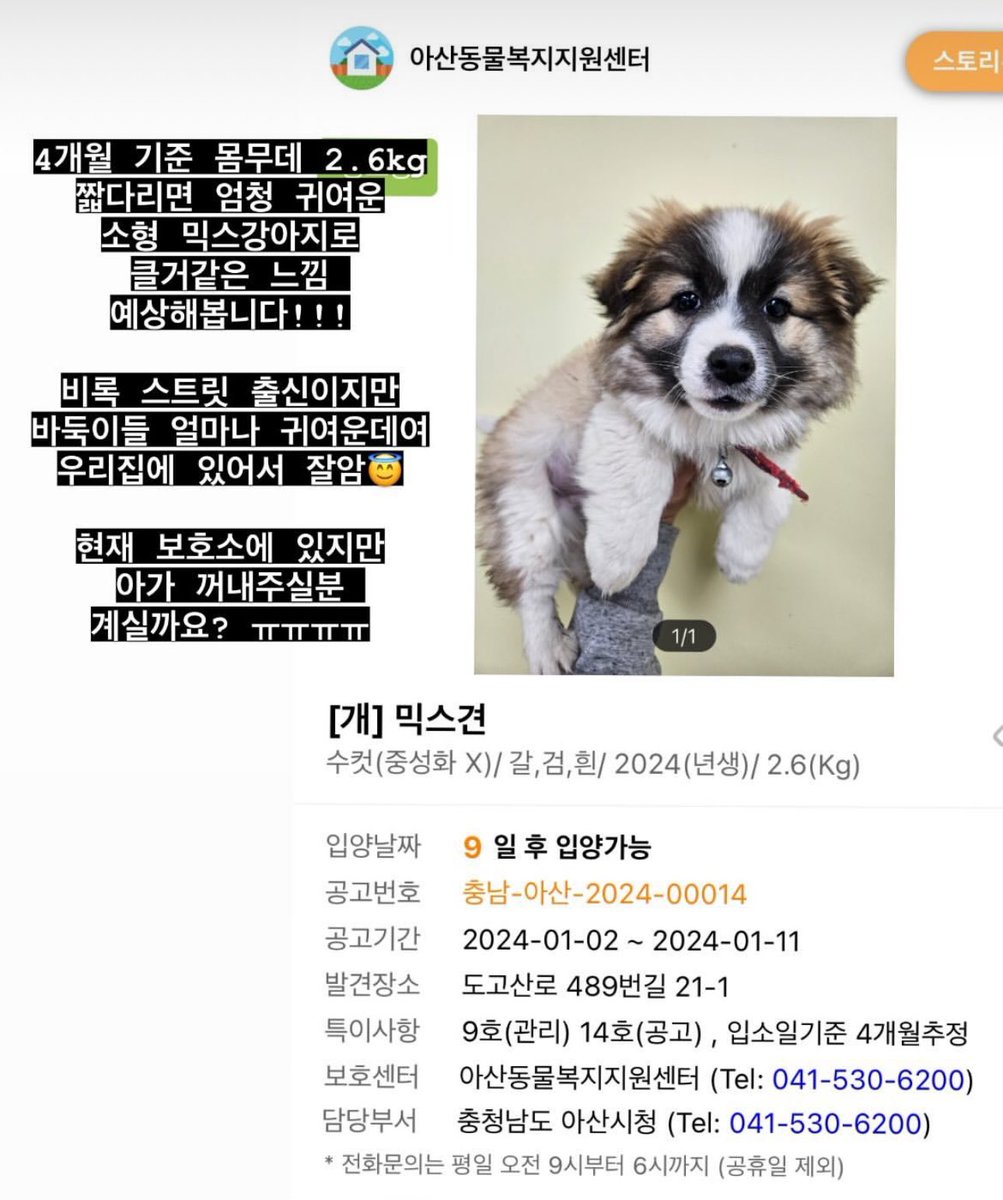 2sanman2's tweet photo. 보호소수의사쌤께서 보시고 4개월이라고 하시네요 박스에 버려졌는데 종일 아무 말도 안해서 그 안에 강아지가 들었을 거라고 상상도 못 했데요. https://t.co/0npIVdjasv
