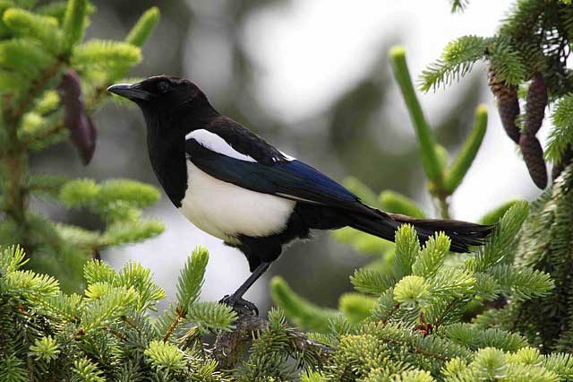 One for sorrow, Two for joy, Three for a girl, Four for a boy, Five for silver, Six for gold, Seven for a secret, Never to be told. There are several variations of the magpie nursery rhyme. Let us know yours 👇