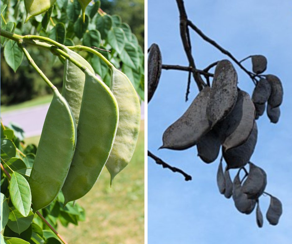 leaf's tweet photo. 🌳 Can you identify the native tree from this seedpod? 🤔

A. Eastern Redbud
B. Kentucky Coffeetree
C. Honey Locust

Stay tuned for the answer! 🌿 #TreeTrivia #NatureTriviaDay https://t.co/vXYhd68AI2