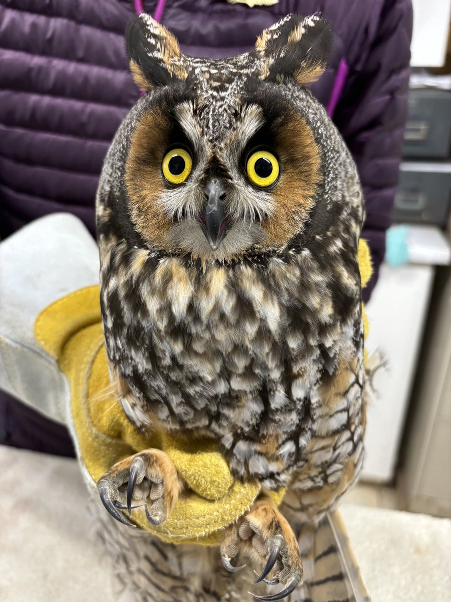 Our first release of the year was returning this Long-eared owl back to the wild! This patient came into care a few weeks ago when it was found weak in someone’s yard, the bird was emaciated after a tough bit of migrating. Now pleasantly plump, perky and back in the wild.