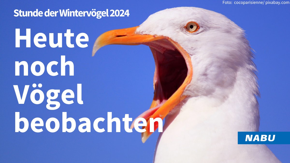 NABU_de's tweet photo. Heute ist der letzte Tag der Stunde der Wintervögel, also lasst uns zusammen rausgehen und Vögel zählen. 🐦🎉 Melden könnt ihr eure Beobachtungen ganz einfach hier: https://t.co/Q2rklnyD7O https://t.co/XYMESDmLpx