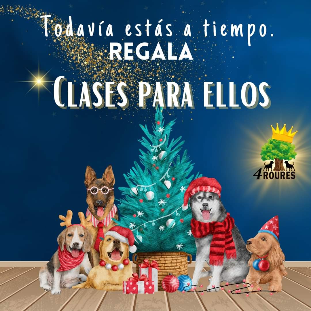 Club_4Roures's tweet photo. ¿Tu amigo o familiar tiene un perro travieso en casa? 🐶🎅 Este año, sorpréndelos con el regalo perfecto: clases de educación canina.

Las clases son personalizadas, adaptadas a cada uno de ellos.
 La primera visita es gratis!
Ponte en contacto con nosotros y te informaremos https://t.co/9Jx2V37zSa
