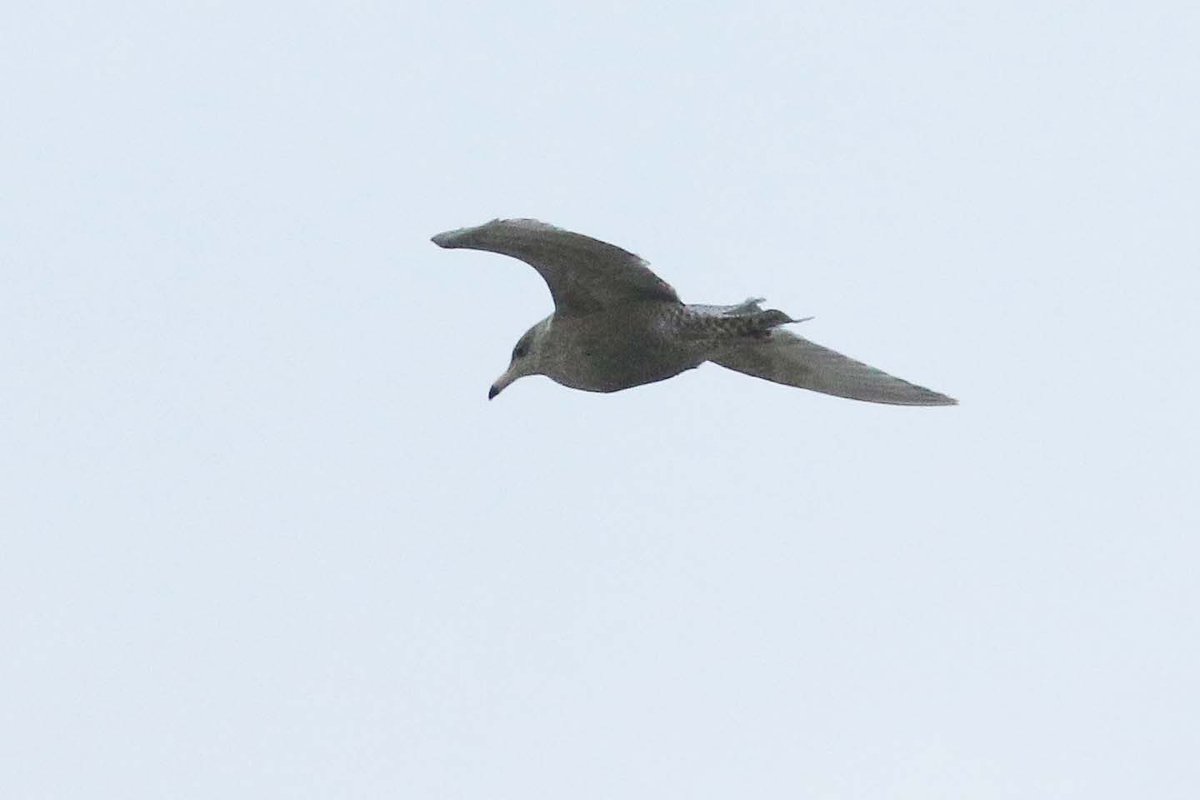 KoenStork's tweet image. Boom! 2cy Glaucous Gull on the #dpwc24 patch today! Also ad YLG, 3 RN Grebes, BT Diver and some regulars bringing the total to 51 species for the year. @dutchbirding @PatchBirding