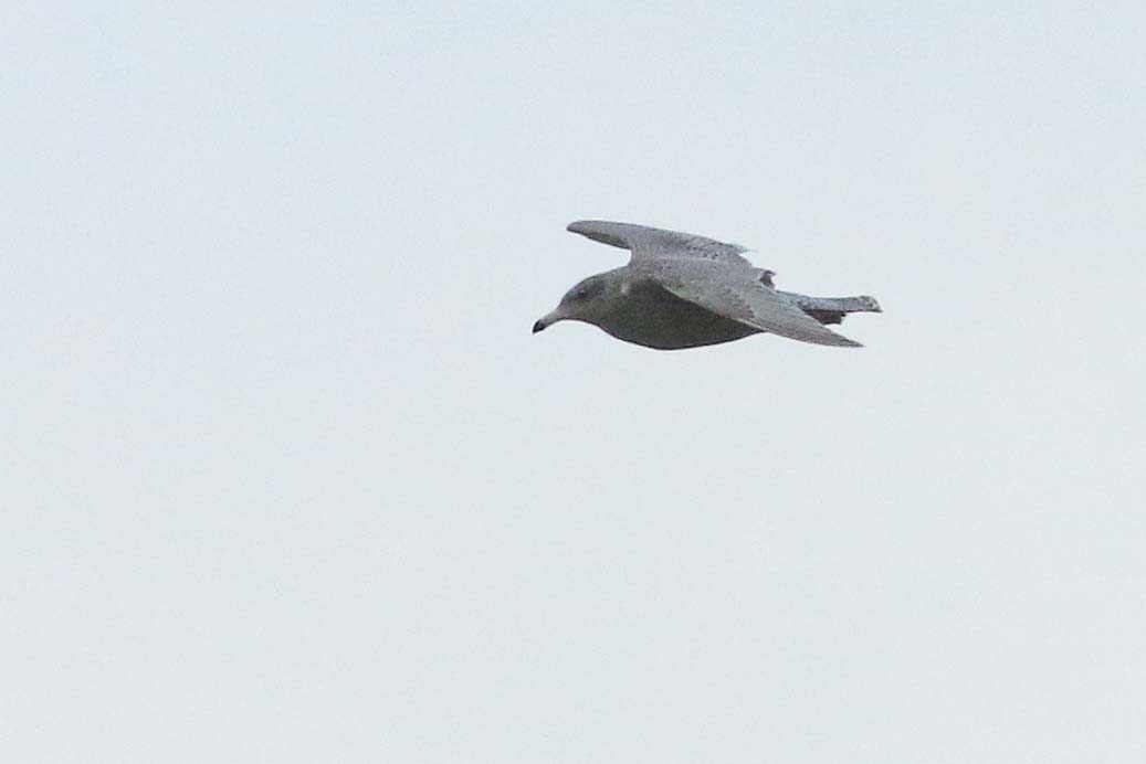 KoenStork's tweet image. Boom! 2cy Glaucous Gull on the #dpwc24 patch today! Also ad YLG, 3 RN Grebes, BT Diver and some regulars bringing the total to 51 species for the year. @dutchbirding @PatchBirding