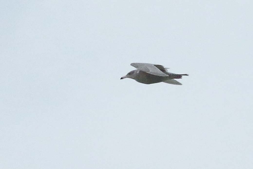 KoenStork's tweet image. Boom! 2cy Glaucous Gull on the #dpwc24 patch today! Also ad YLG, 3 RN Grebes, BT Diver and some regulars bringing the total to 51 species for the year. @dutchbirding @PatchBirding