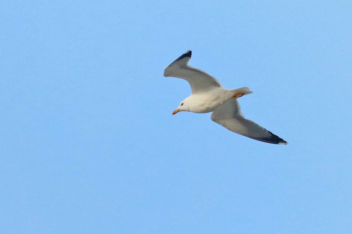 Boom! 2cy Glaucous Gull on the #dpwc24 patch today! Also ad YLG, 3 RN Grebes, BT Diver and some regulars bringing the total to 51 species for the year. <a href="/dutchbirding/">Dutch Birding</a> <a href="/PatchBirding/">Patchwork Challenge</a>