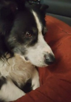 SAUL HOME SAFE. THANKS FOR RT's😊🐕🐾 🆘31 DEC 2023 #Lost SAUL #ScanMe #Tagged OLDER Border Collie Male Northwich Rowing Club #Cheshire #CW9 by River, headed towards town nr #Kingsmead #Leftwich #Davenham #Moulton #Winsford PLEASE SHARE #STILLMISSING doglost.co.uk/dog-blog.php?d…