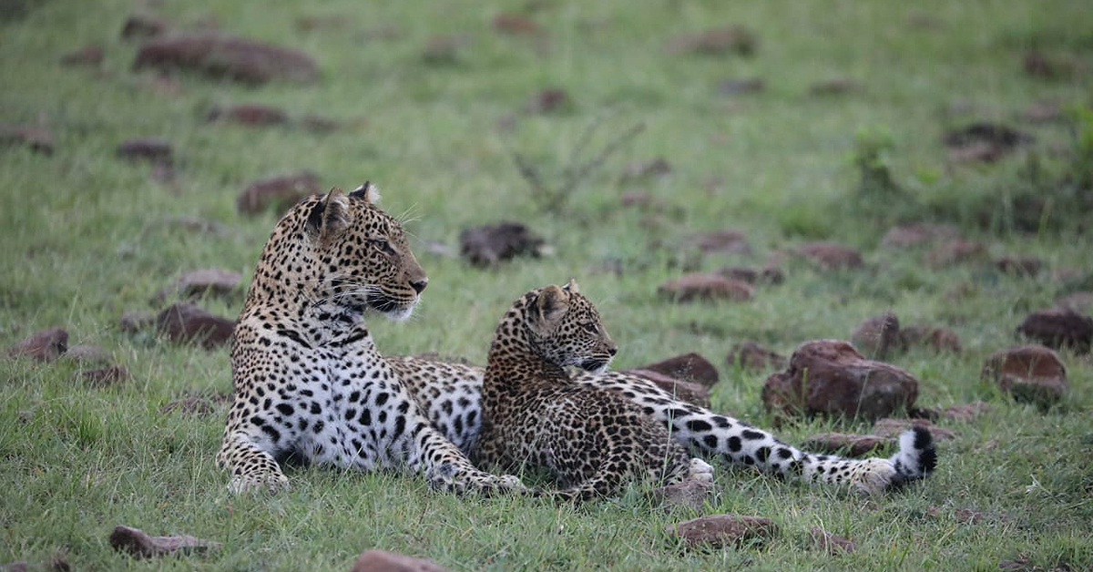 New year, new life. This adorable leopard cub was photographed recently alongside her mother, Sankuet, who is well-known to guides at #MaraNyika. She will have her work cut out in 2024, providing for her youngster.

📷 Sam Nkoitoi 
📍 Mara Nyika⁣ (ow.ly/LkRf50QnvsQ)