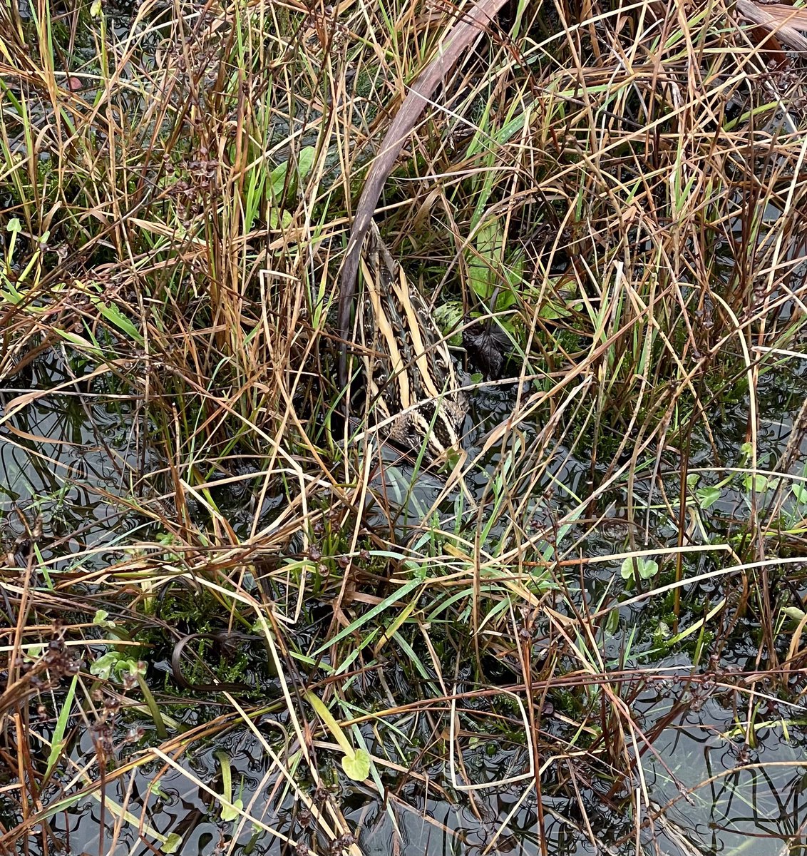 Happy Birthday 🥳 Mr Evans aka <a href="/ScarecrowNeste1/">Dr Cherry Picker</a>. Here he is, spending his birthday in his natural habitat 😁. I managed to find him a few Jack snipe too, but I’ll let him tell you todays final count 😊