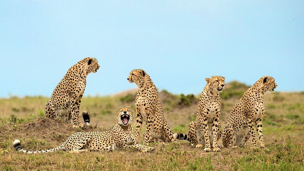 AnimalPlanet's tweet photo. Reminder: even the world's fastest land animal takes time to relax and recharge. 😌

📷: Neeraj Bantia

#cheetah #WildlifeWednesday #InternationalMindBodyWellnessDay https://t.co/hP2zrmUK49