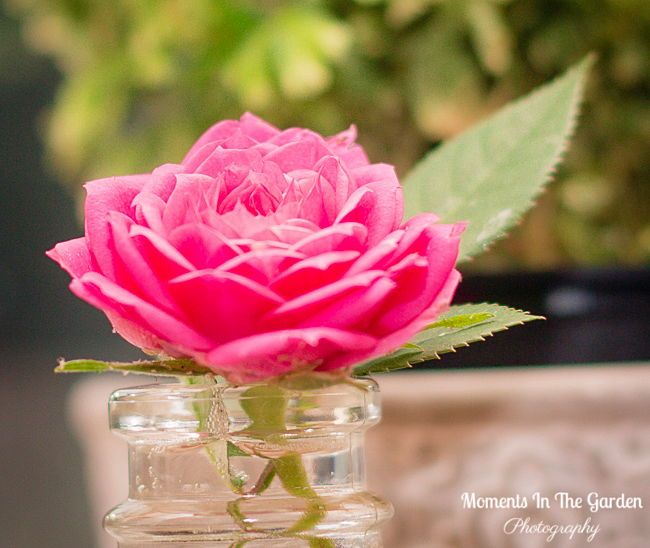 MomentsintheG's tweet photo. Rose Wednesday, Happy to see one of my miniature roses blooming in the garage. #RoseWednesday #miniaturerose #floralphotography #momentsinthegardenphotography https://t.co/sCpgU9EIPS
