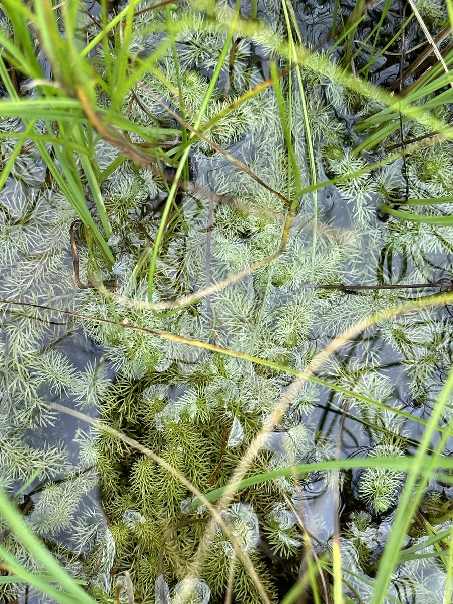 inaturalist's tweet photo. Our #WildflowerWednesday Observation of the Day is this Intermediate Bladderwort #plant (Utricularia intermedia), seen in #Mongolia by bayarmaa!

More details at: https://t.co/3Ao5rc418K #botany #nature #biodiversity https://t.co/bnXb52Ys8e