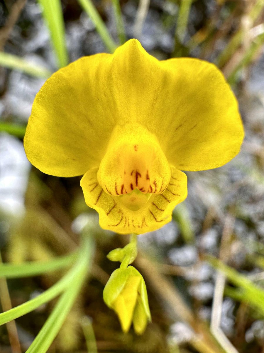 inaturalist's tweet photo. Our #WildflowerWednesday Observation of the Day is this Intermediate Bladderwort #plant (Utricularia intermedia), seen in #Mongolia by bayarmaa!

More details at: https://t.co/3Ao5rc418K #botany #nature #biodiversity https://t.co/bnXb52Ys8e
