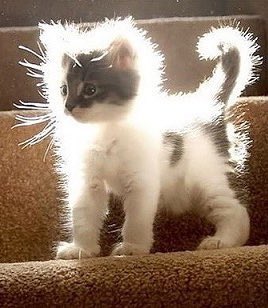 i think about you every day my fluffy cat