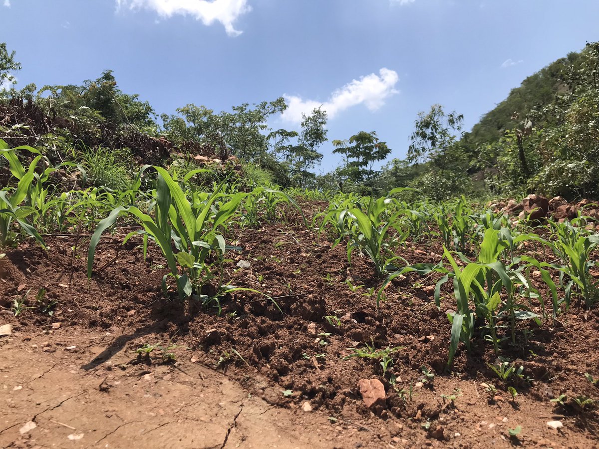 BinelogeNhembo's tweet photo. At least these rains have restored hope in many families in rural communities that mostly depend on rain water. But there’s need for climate education and funding especially in these rural communities to adopt agroecology as a measure to adapt to climate change. #agroec https://t.co/l6XzXBqQO4