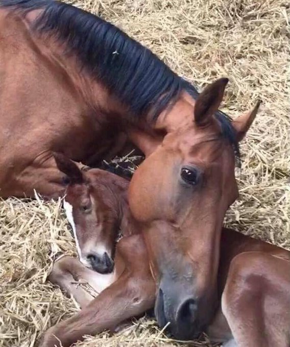 DogLovers03's tweet photo. This mother lost her baby in labor. Two days later, the mare was introduced to this foal who had lost her mom during her birth. This photo was taken an hour after they were introduced. This is beautiful. ❤️ https://t.co/A1hMSxnrQb
