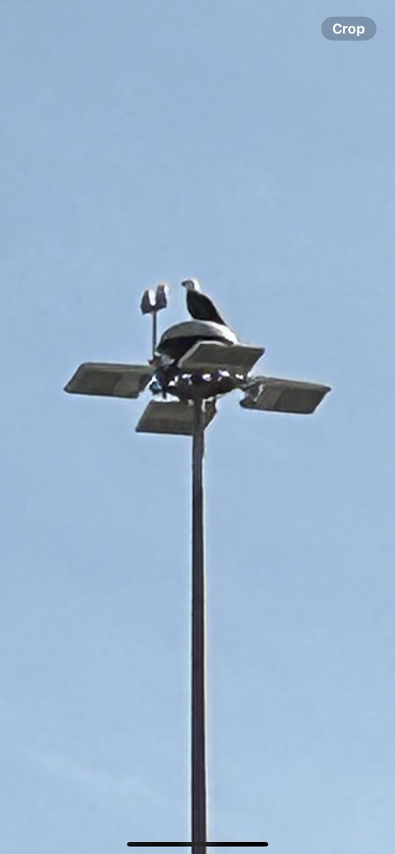 Wesley Brown tweet media