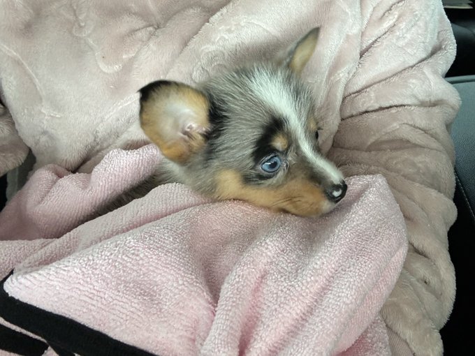 ponyo has a little brother now!!! https://t.co/p7U7n0hSeP<a href="/tag/berserk"class="tags"><span>#berserk</span></a>