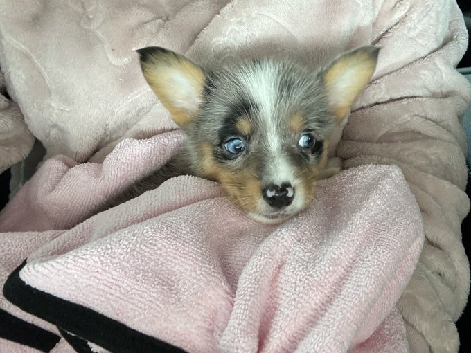 ponyo has a little brother now!!! https://t.co/p7U7n0hSeP<a href="/tag/berserk"class="tags"><span>#berserk</span></a>