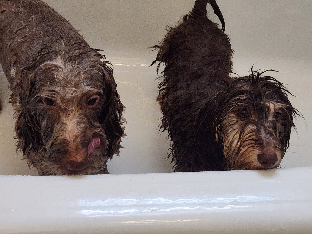 Your Twitter feed needs more weiners this morning 🌄  wet ones too... 💦 #Dachshunds