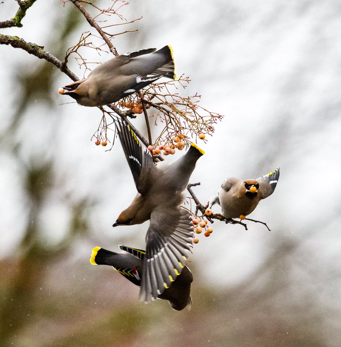 richardcross55's tweet photo. Finally caught up with 25 Waxwings in Leicester this afternoon. @LeicsWildlife @Natures_Voice @BirdWatchDaily @BirdWatchingMag @RSPBbirders https://t.co/1JfWjtRlXR