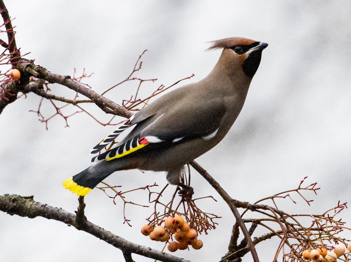 richardcross55's tweet photo. Finally caught up with 25 Waxwings in Leicester this afternoon. @LeicsWildlife @Natures_Voice @BirdWatchDaily @BirdWatchingMag @RSPBbirders https://t.co/1JfWjtRlXR