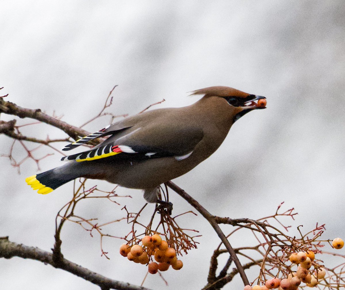 richardcross55's tweet photo. Finally caught up with 25 Waxwings in Leicester this afternoon. @LeicsWildlife @Natures_Voice @BirdWatchDaily @BirdWatchingMag @RSPBbirders https://t.co/1JfWjtRlXR