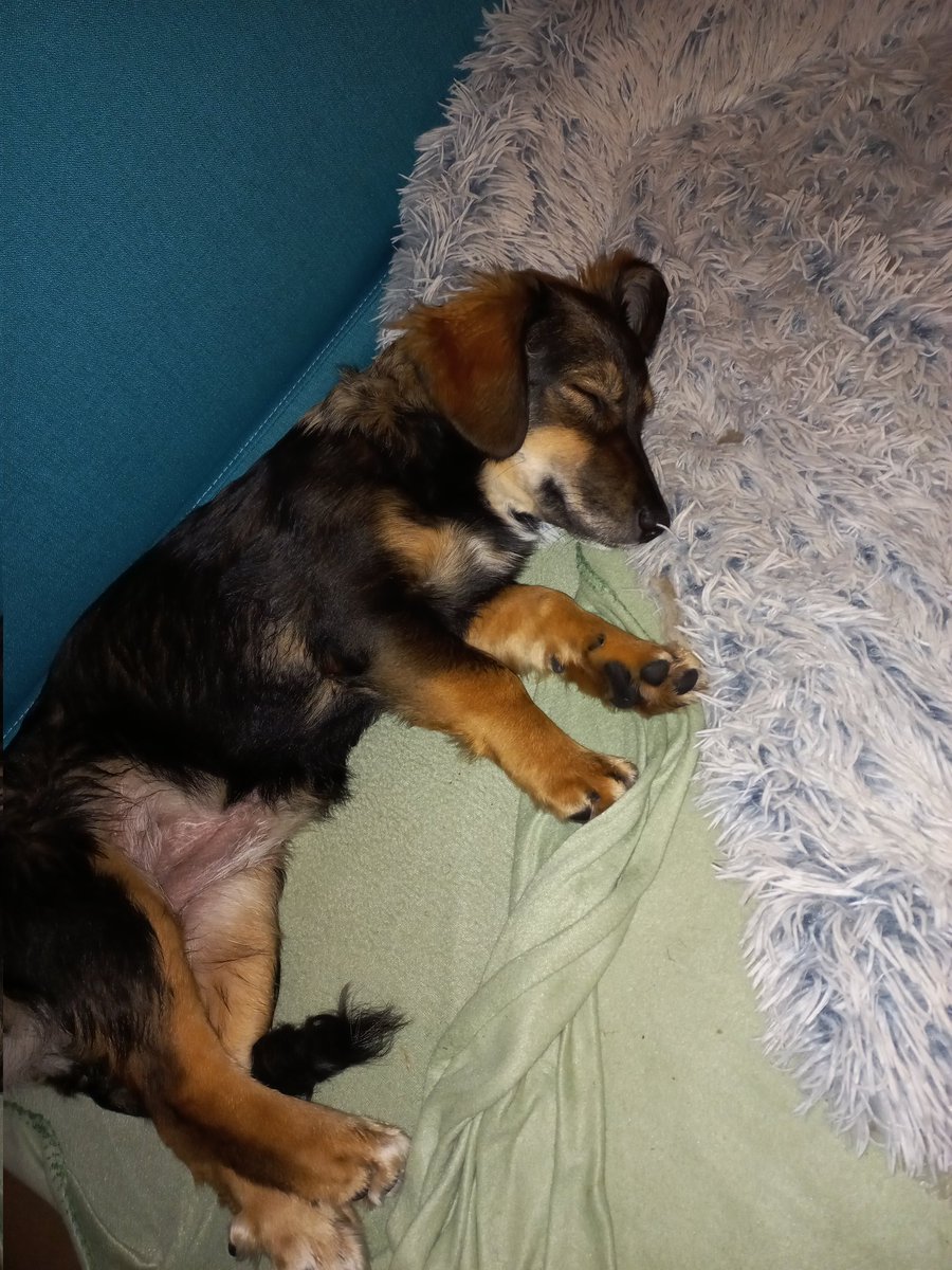 janko33bd tweet media