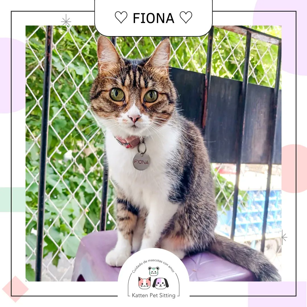 PetKatten's tweet photo. 🌈 Bienvenida hermosa #Fiona al #KattenTeam 💕. Cuidamos de esta bellecita durante unoa dias en donde la pudimos conocer y disfrutar mucho 💖. Fio come BARF, le gusta jugar con sus juegos de olfato 👃🏼 y con su colita de ratón 😹🐁. (+) https://t.co/bLz1XywSsx