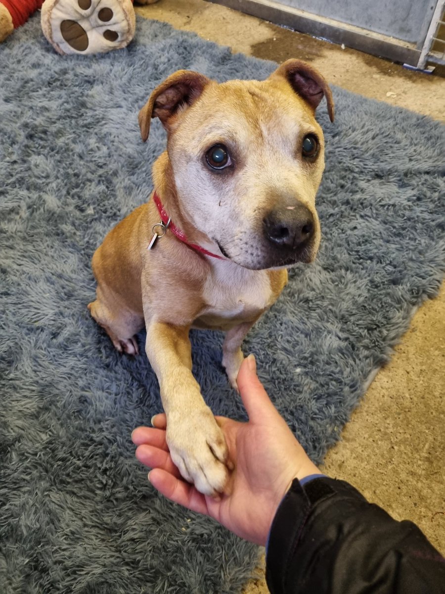 I can't get enough of his cuteness 😍 Levi you've stolen my heart 💓 
seniorstaffyclub.co.uk 
#wednesdaythought #TeamZay #RESCUEONLY #AdoptDontShop