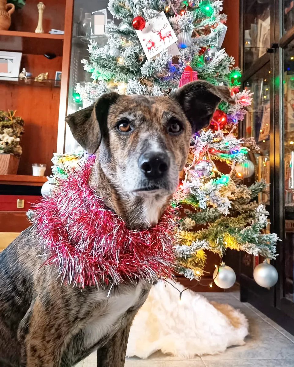PATICASTAUSTE1's tweet photo. ⭐ THAIS EN ADOPCIÓN ⭐

¡Mirad qué cosa más preciosa!
Thais posando el día de Navidad en su casa de acogida y con sus hermanos perrunos @riverymolly_
🎄🥰🐶🎄😍🐕🎄

✔️ Hembra
✔️ Mestiza
✔️ 8 años
✔️ 17 kg, tamaño mediano
✔️ Vacunada, desparasitada, negativa, esterilizada. https://t.co/12UHeYsCxR