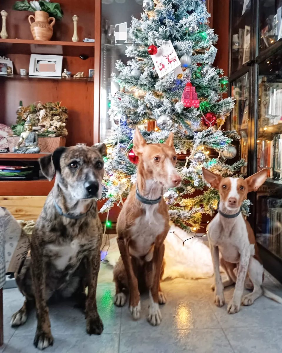 PATICASTAUSTE1's tweet photo. ⭐ THAIS EN ADOPCIÓN ⭐

¡Mirad qué cosa más preciosa!
Thais posando el día de Navidad en su casa de acogida y con sus hermanos perrunos @riverymolly_
🎄🥰🐶🎄😍🐕🎄

✔️ Hembra
✔️ Mestiza
✔️ 8 años
✔️ 17 kg, tamaño mediano
✔️ Vacunada, desparasitada, negativa, esterilizada. https://t.co/12UHeYsCxR