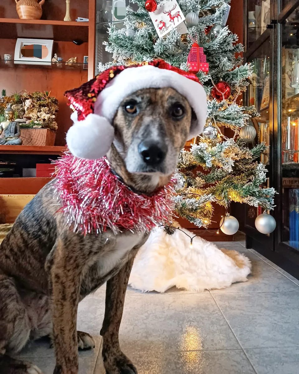 PATICASTAUSTE1's tweet photo. ⭐ THAIS EN ADOPCIÓN ⭐

¡Mirad qué cosa más preciosa!
Thais posando el día de Navidad en su casa de acogida y con sus hermanos perrunos @riverymolly_
🎄🥰🐶🎄😍🐕🎄

✔️ Hembra
✔️ Mestiza
✔️ 8 años
✔️ 17 kg, tamaño mediano
✔️ Vacunada, desparasitada, negativa, esterilizada. https://t.co/12UHeYsCxR