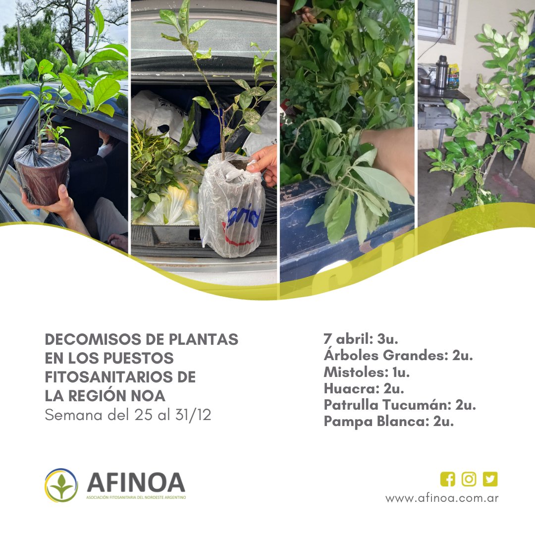 Acnoacitrus's tweet photo. 🌱Decomisos de plantas en los puestos fitosanitarios y patrullas móviles de la región NOA.
Semana del 25 al 31 de diciembre.
7 abril: 3u.
Árboles Grandes: 2u.
Mistoles: 1u.
Huacra: 2u.
Patrulla Tucumán: 2u.
Pampa Blanca: 2u.

Protejamos nuestra citricultura del HLB 🍋
#noalHLB https://t.co/FnL3UyOcG6