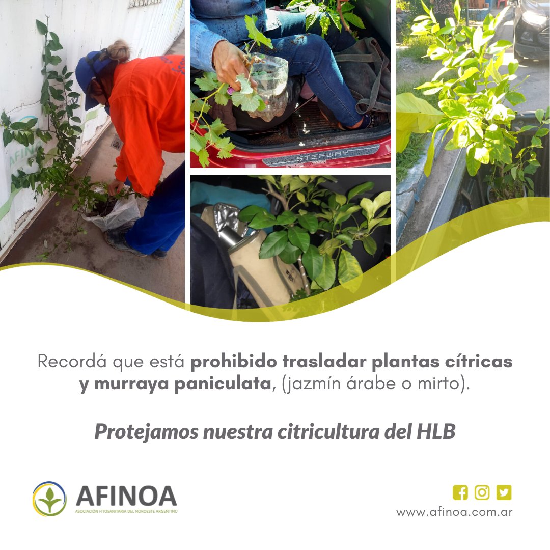 Acnoacitrus's tweet photo. 🌱Decomisos de plantas en los puestos fitosanitarios y patrullas móviles de la región NOA.
Semana del 25 al 31 de diciembre.
7 abril: 3u.
Árboles Grandes: 2u.
Mistoles: 1u.
Huacra: 2u.
Patrulla Tucumán: 2u.
Pampa Blanca: 2u.

Protejamos nuestra citricultura del HLB 🍋
#noalHLB https://t.co/FnL3UyOcG6