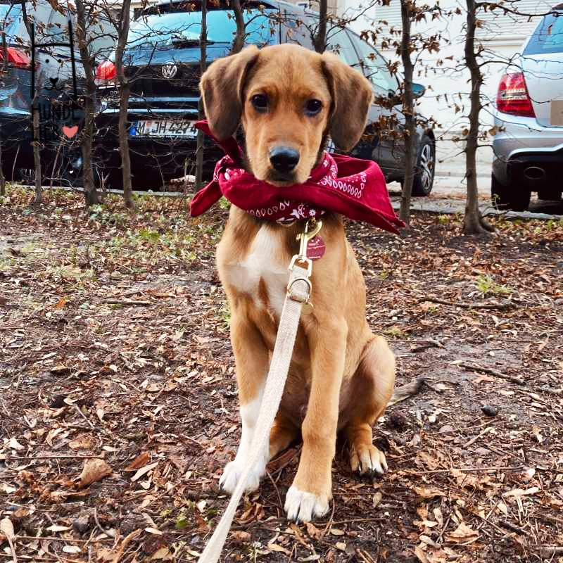 Vorbildlich mit "Schal" in der kalten Jahreszeit

#hundefotos #hundebilder #hundelieb #dogsharing #dogfluencer #dailydoseofdog #dogsharingdeutschland #lovedogs #hund #hunde #hundeverliebt #hundeverrückt #hundeliebe #hundefreunde #teilzeithund #leihhund #hundleihen #hundeleben