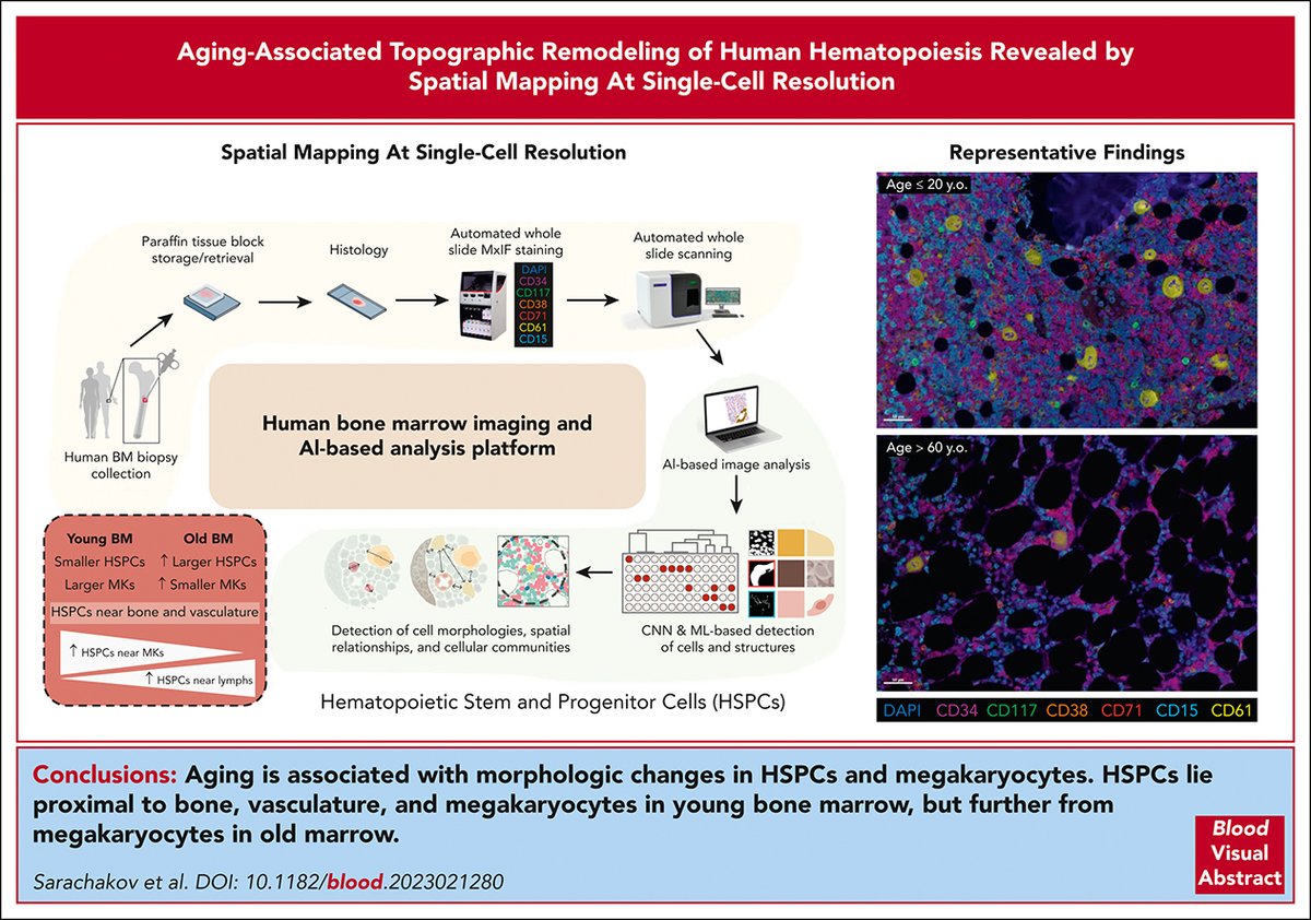 HSPCs lie proximal to the bone, vasculature, and megakaryocytes in young BM but further from megakaryocytes in old BM. loom.ly/nD_aH4U #hematopoiesisandstemcells