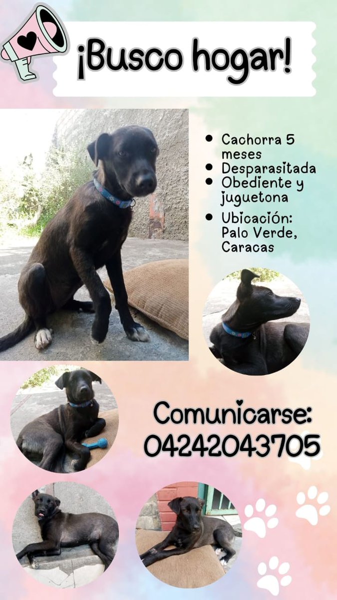 En adopción responsable RP <a href="/Bgoncalves75/">Bernardette Goncalve</a>: En busca de hogar, por favor difundir, la tienen bajo refugio pero es temporal, gracias!