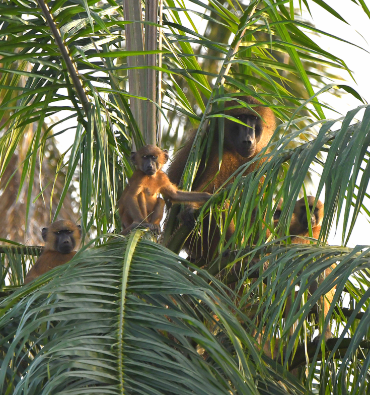 A family of Guinea Baboons keeping a close eye on us from high in the palm canopy as we 'sailed' by on the River Gambia - a short while before sunset 18.11.23. #wildlifephotography #baboons #apes #primates #Africa