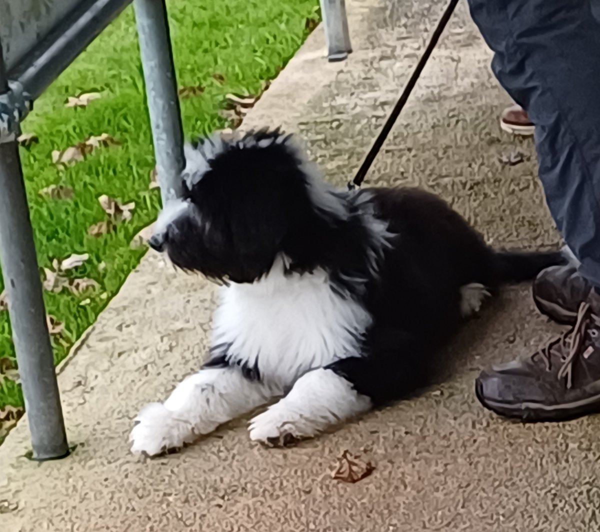 CamForrest6's tweet photo. Pretty sure it was his first game, so well behaved and making sense of what he saw. Didnt get his name as didnt want to interrupt his game.... @StickerAFC v @DobwallsFC  @nonleaguedogs https://t.co/I9isb0pVfI