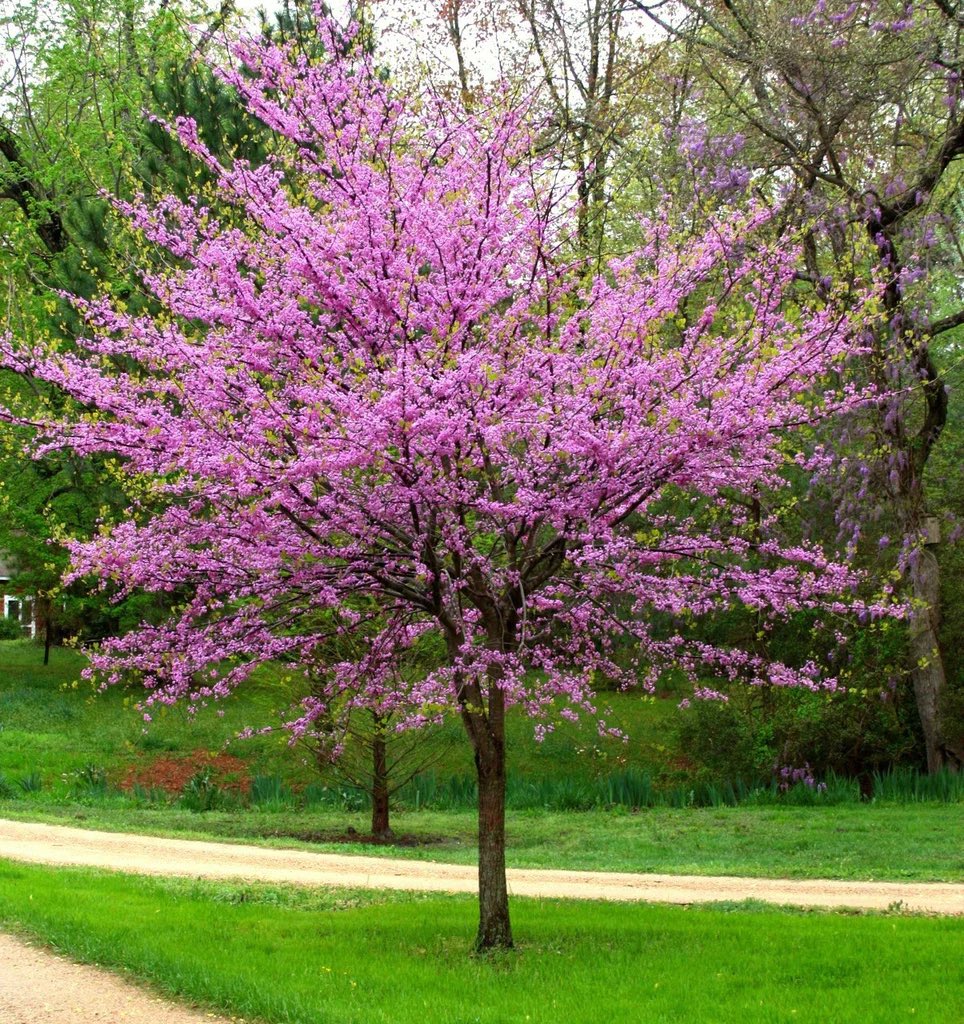 Adralicious's tweet photo. 1st order of plants for the season came in!!! I have multiple of each… WHITE FLOWERING DOGWOODS, CRAPEMYRTLES & EASTERN REDBUD TREES! Mom loves dogwoods so my parents will have all of these & 2 of the others go w me. Until I get time everyone’s in the greenhouse! #HurrySpring ❤️ https://t.co/cw8qs65VXG
