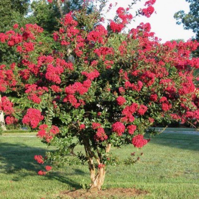 Adralicious's tweet photo. 1st order of plants for the season came in!!! I have multiple of each… WHITE FLOWERING DOGWOODS, CRAPEMYRTLES & EASTERN REDBUD TREES! Mom loves dogwoods so my parents will have all of these & 2 of the others go w me. Until I get time everyone’s in the greenhouse! #HurrySpring ❤️ https://t.co/cw8qs65VXG