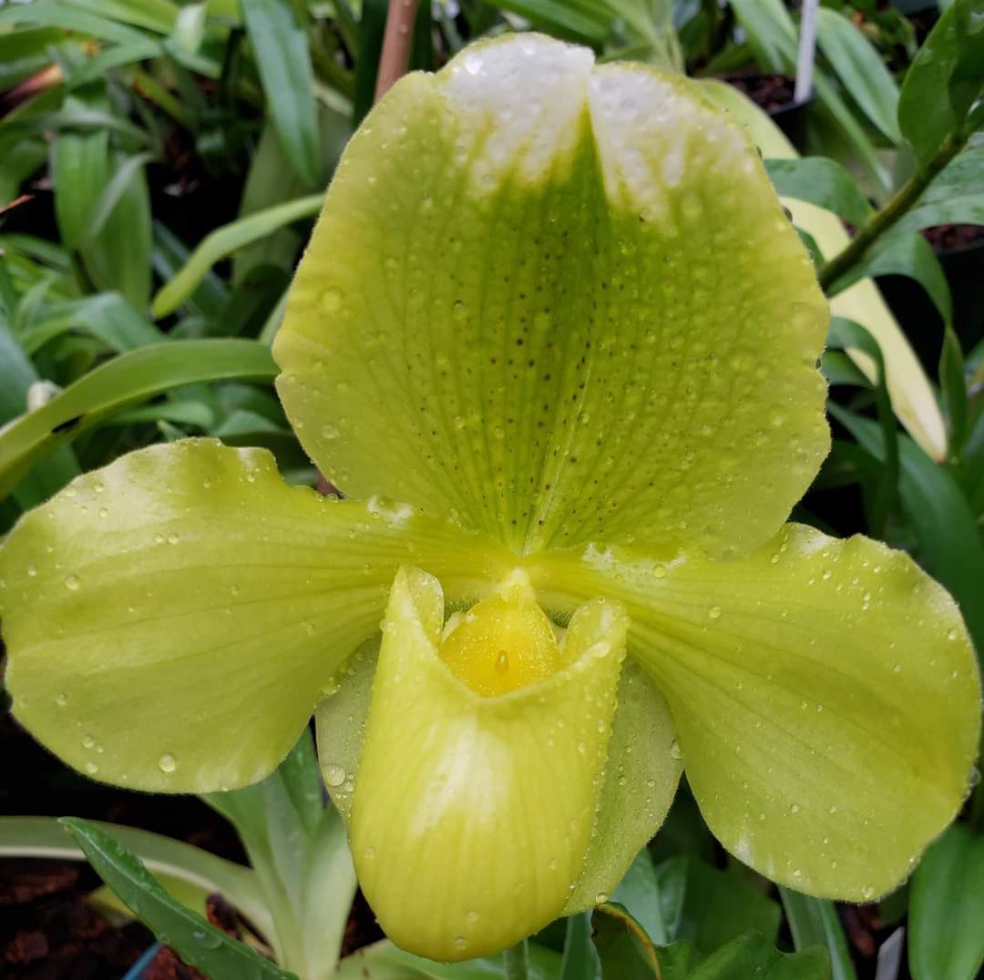 Paphiopedilum Hamana Med x Lollix Land @AmericanOrchid has culture sheets to help you spread your wings to other orchids you may not have grown. One to get you started - Paphiopedilum - bit.ly/2Cb2nLG