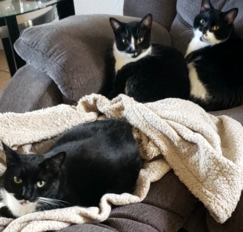 Look at these 3 💙💙💙🥰
#figaro #shadow #kitten #spike #catslife #tuxie #tuxiegang #tuxiesrule #tuxedocats #gingerkitty #bondedbrothers #CatsLover #BondedPair
#tuxedocat #caturdaycuties #AdoptDontShop #lovemycats #whiskerswednesday