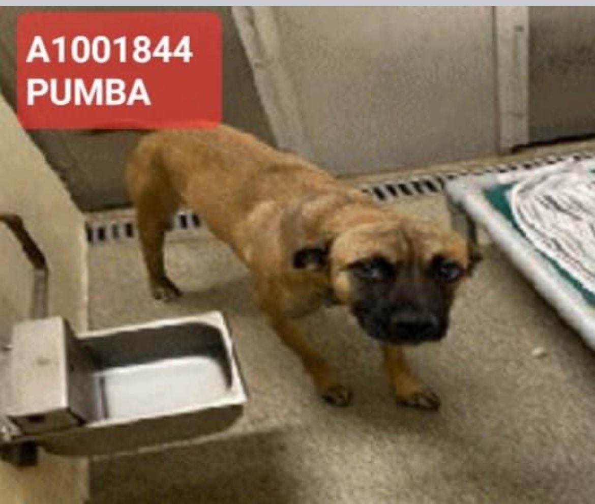 fisherwoman6234's tweet image. ❌Owner Hospitalized❌TBK 1/4
They Die together Tomorrow. Frightened in kennels 🆘🆘 
Please 🔥Foster DM🔥
🔥Pledge 🔥Rescue 🔥
Lee County Ft Myers Fl
All death row dogs Rescue only.. 
want to adopt?? No fee with approved application DM #DogsofTwitter
#Novote4Cecil