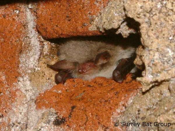 Please do not disturb hibernating bats. Not only is it illegal to do so but it can endanger their chances of survival through winter as they can use vital fat reserves when they become active unnecessarily.